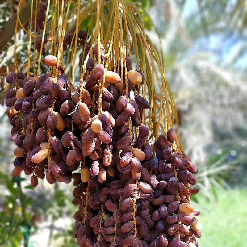 Date Palm Jaggery