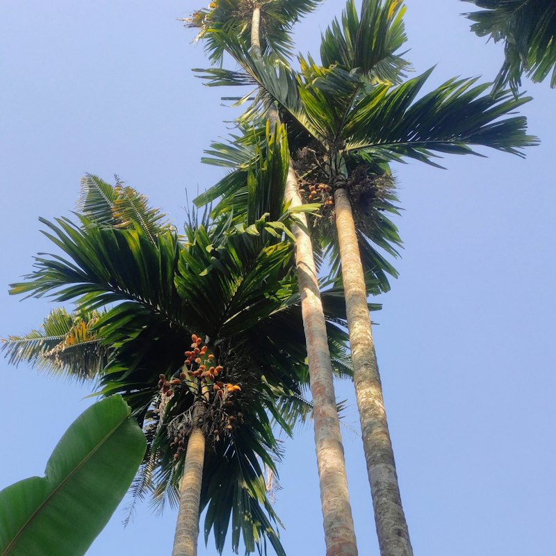 Palm Sugar Discs