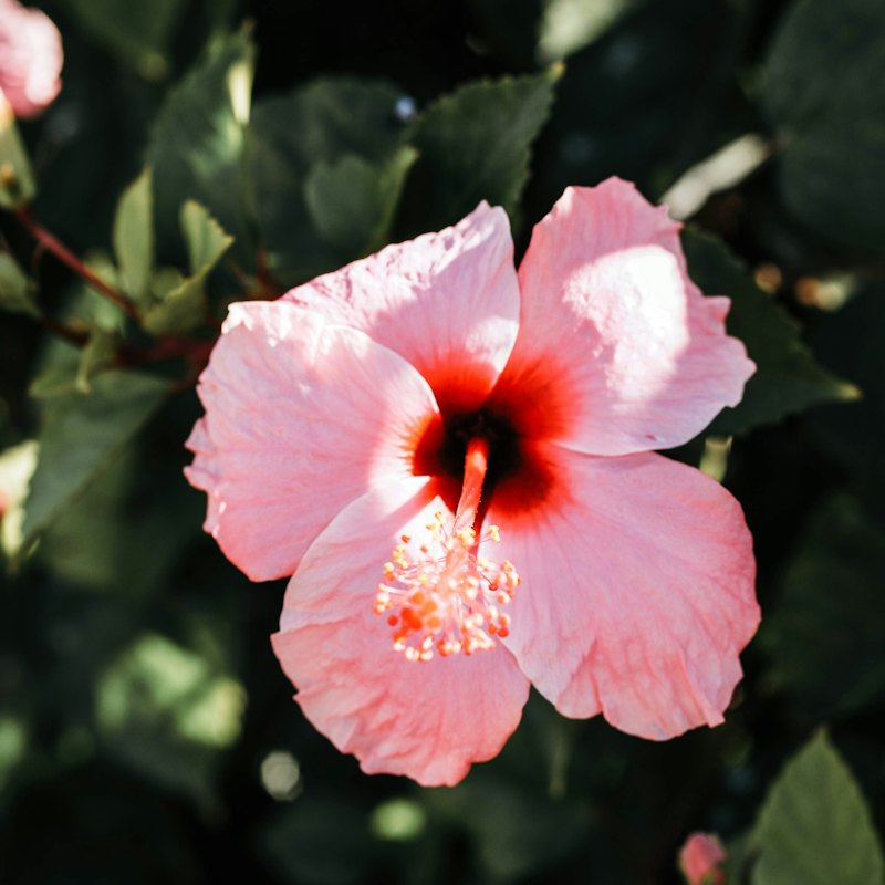 Hibiscus Iced Tea