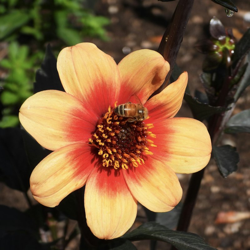 Orange Blossom Honey