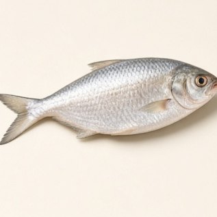 Fresh Hilsa (Ilish) Fish